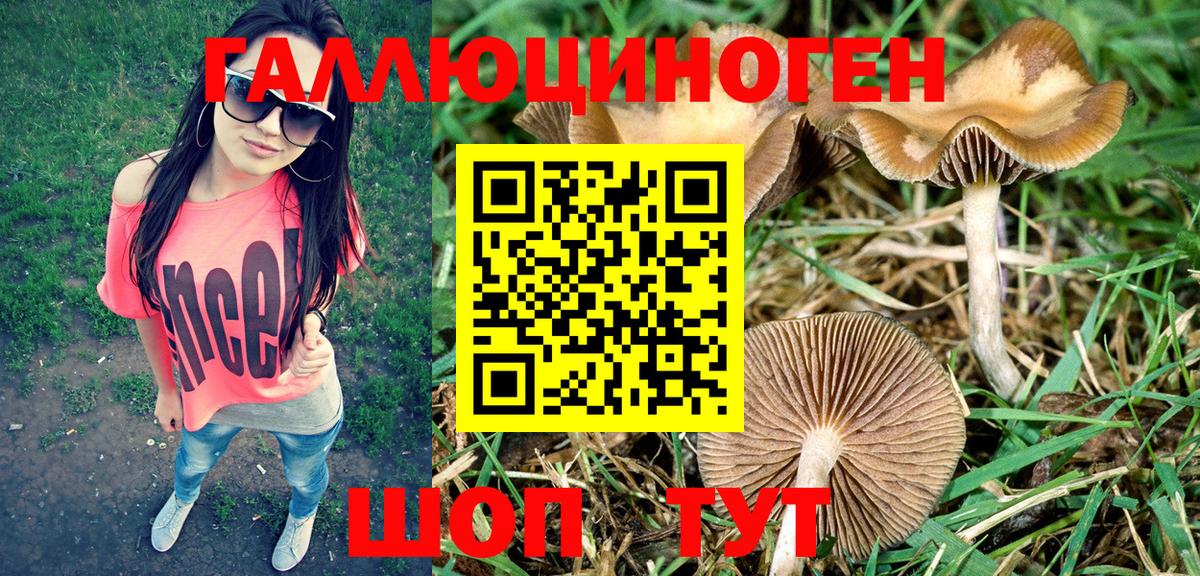 Галлюциногенные грибы Psilocybe Черняховск
